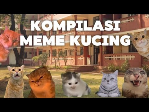 KOMPILASI MEME KUCING #1 