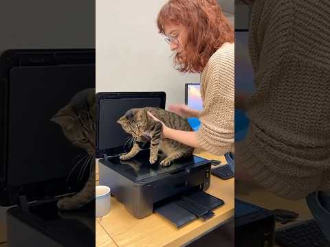 Just a quick copy, buddy😹🙀#cat #funny #viral #meme #viralvideo