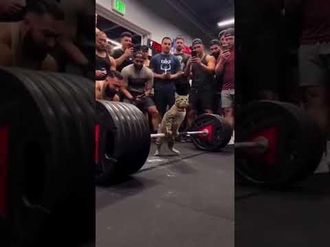 Alguém pode me dizer? 🤪 #fyp #gatos #musculação  #viral #mememaromba #curitiba #memes #academia