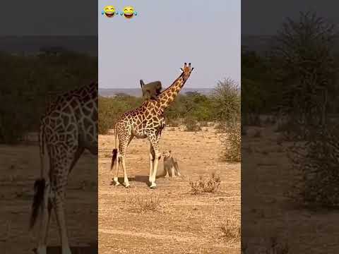 try not to laugh challenge #funnyvideos #funnymoments #crazyfails #meme