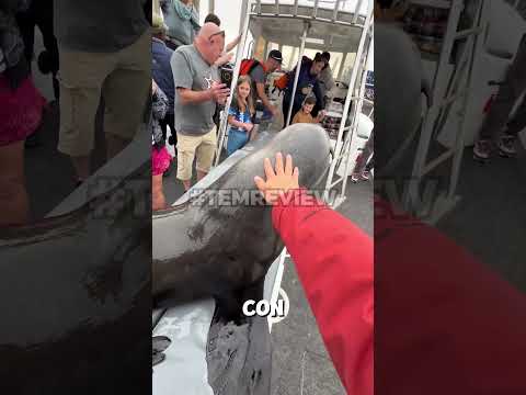 "Chó nước" đi quá giang #memes #memevietnam #meme #funny #haihuoc