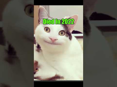 Old Memes Then Vs Now 😢#shorts #nostalgia #memes